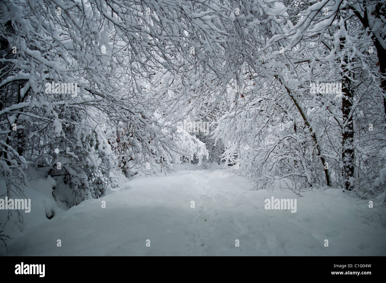 Verschneiten Pfad in den Wald mit dicken weißen Schnee, Schottland Stockfoto