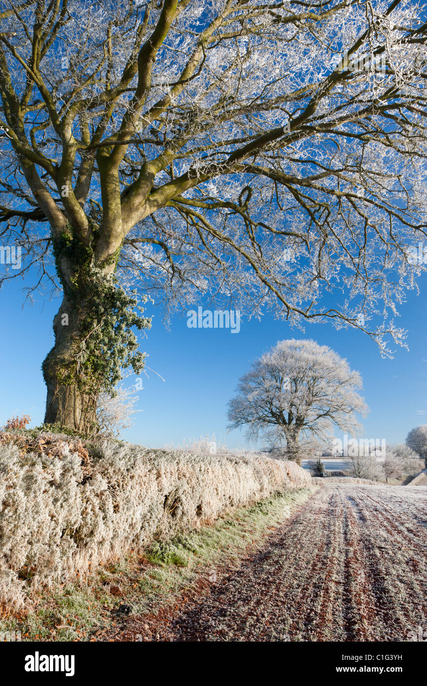 Hoar Milchglas Buche Bäume in einem Feld Hecke, Bogen, Devon, England. Winter (Dezember) 2010. Stockfoto