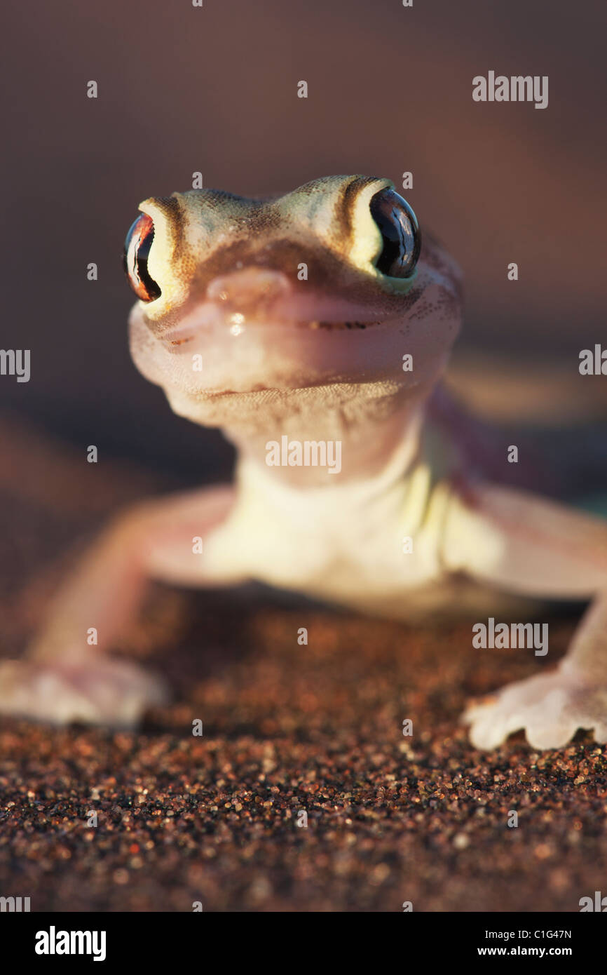 Footed Gecko (Palmatogecko Rangei) in der Küstenstadt Namib-Wüste Namibias gefunden Stockfoto