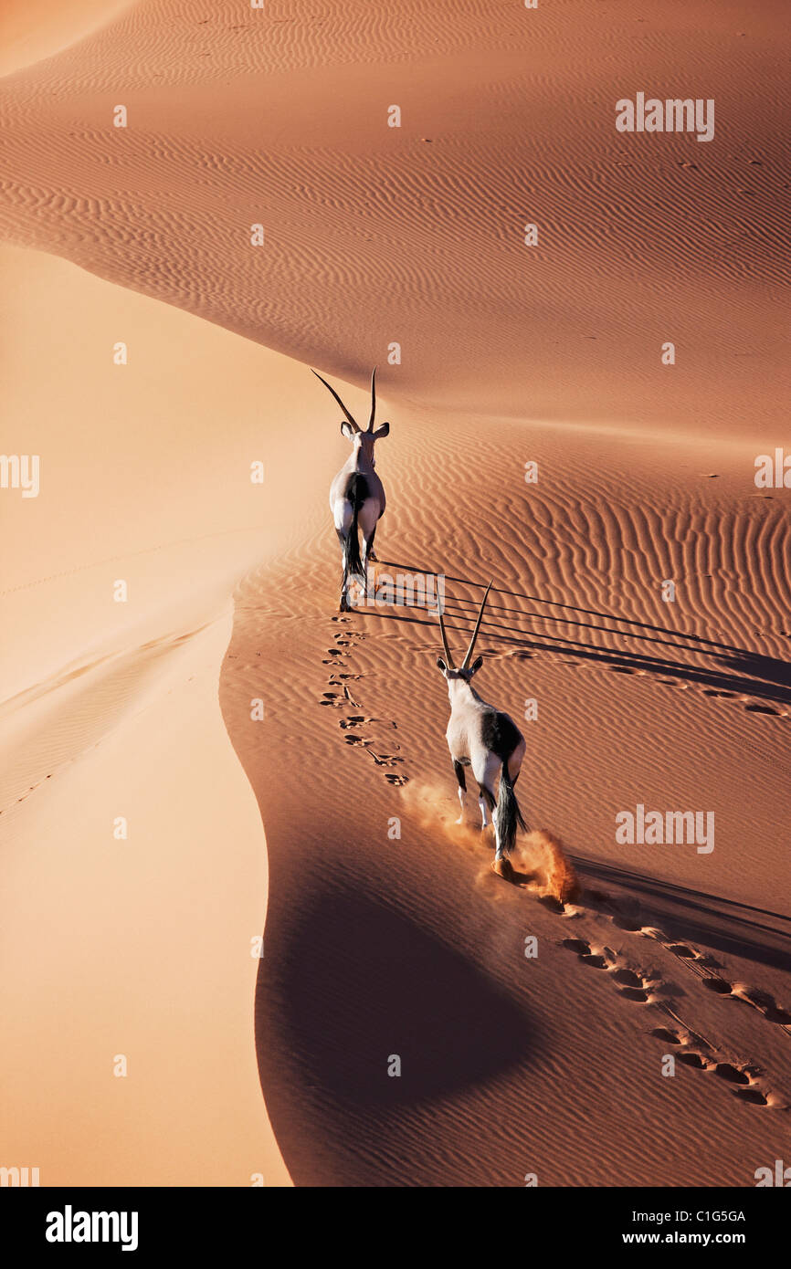 Oryx (Oryx Gazella) In typischen Lebensraum Wüste namibische Wüste Sanddünen Stockfoto