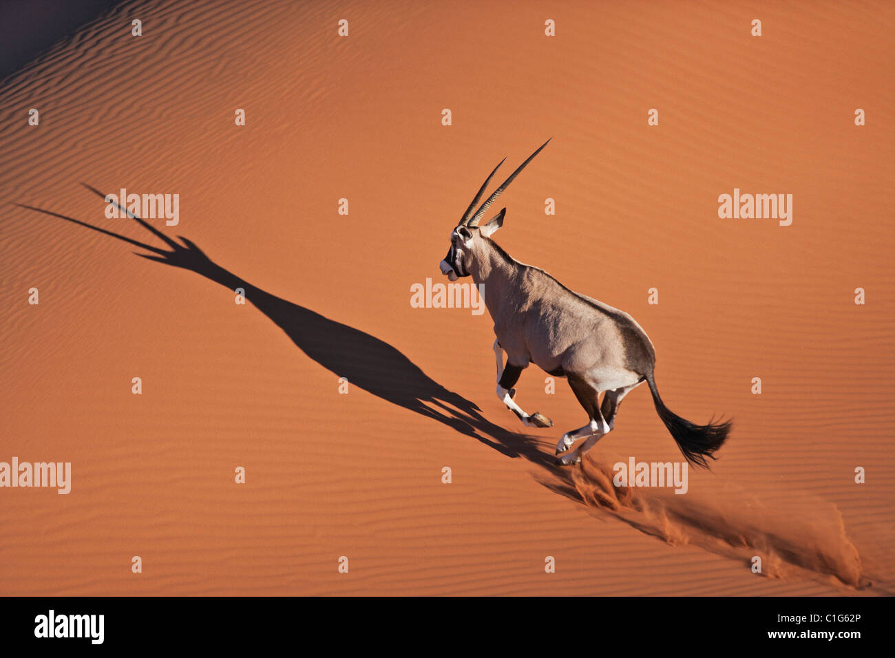 Oryx (Oryx Gazella) In typischen Lebensraum Wüste namibische Wüste Sanddünen Stockfoto