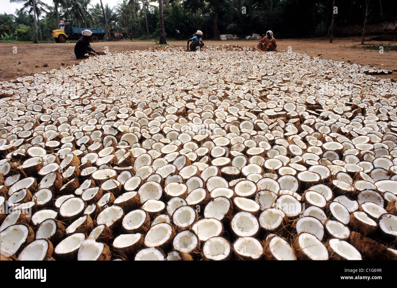 Indien, Kerala, Vorbereitung Coprah Öl aus der Kokosnuss Stockfoto