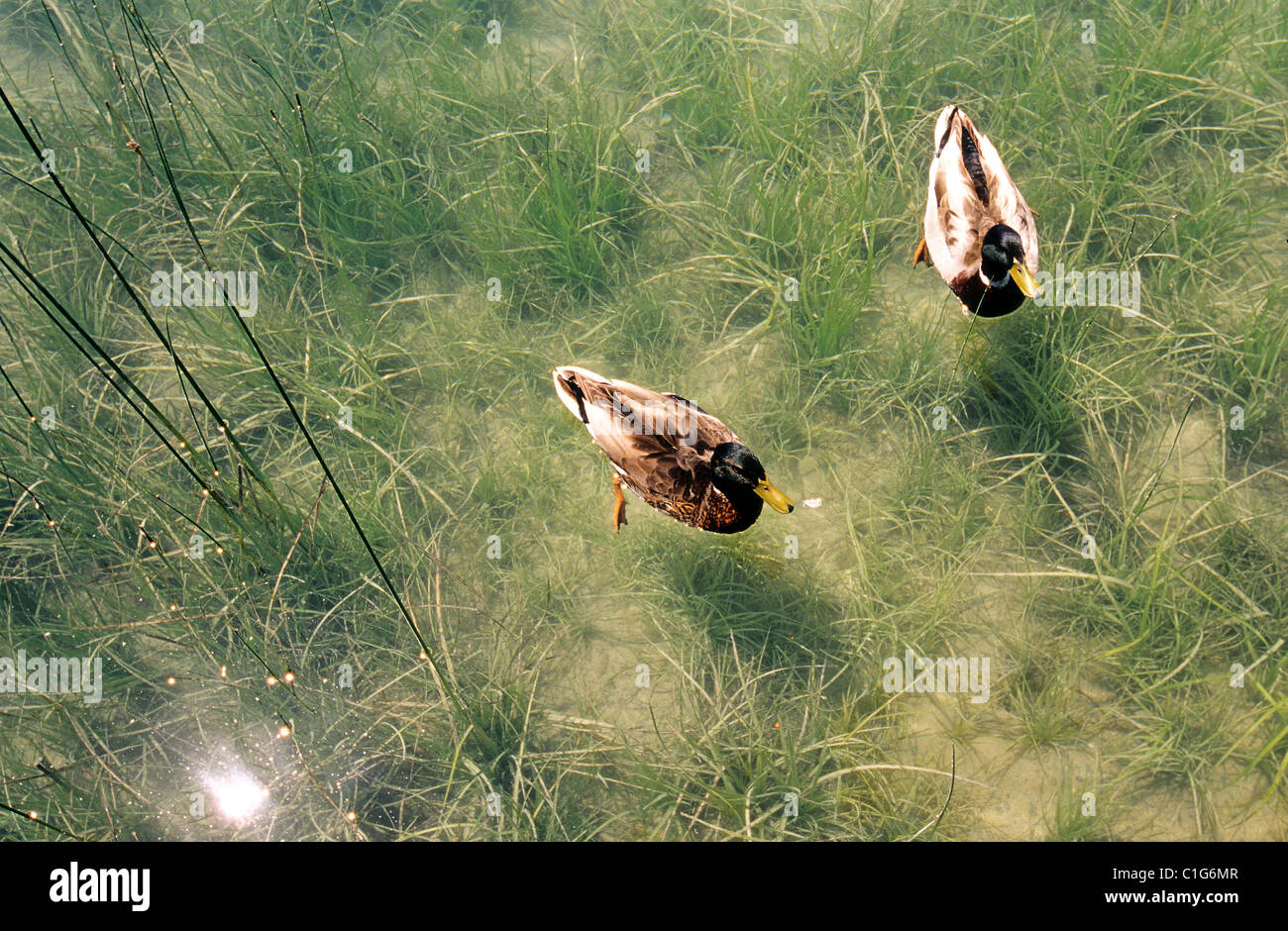 Spanien, Katalonien, Banyoles, See Banyoles Stockfoto