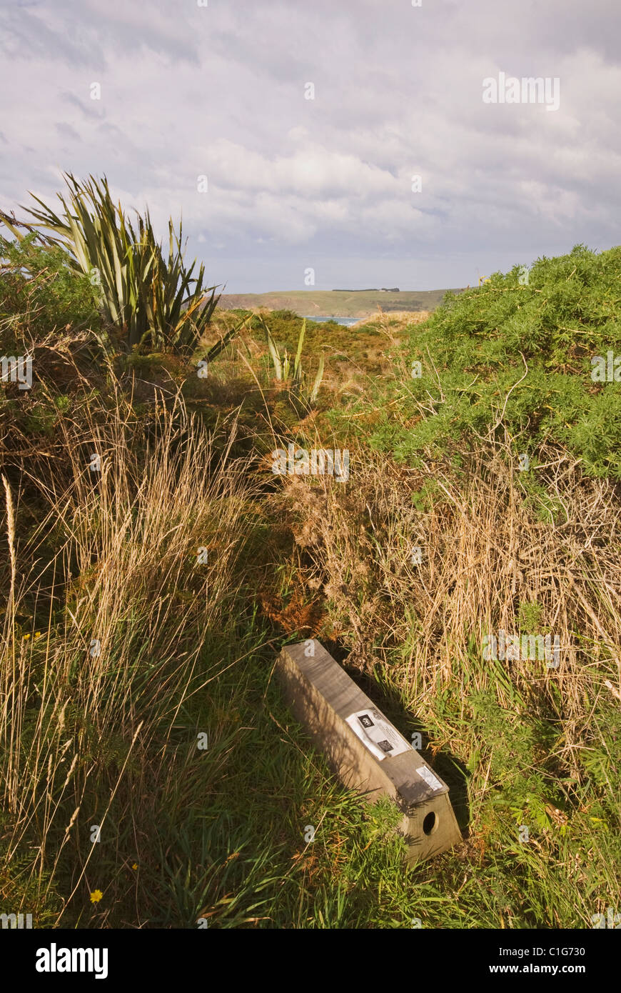 Falle für eingeführte Raubtiere, Otago, Südinsel, Neuseeland Stockfoto