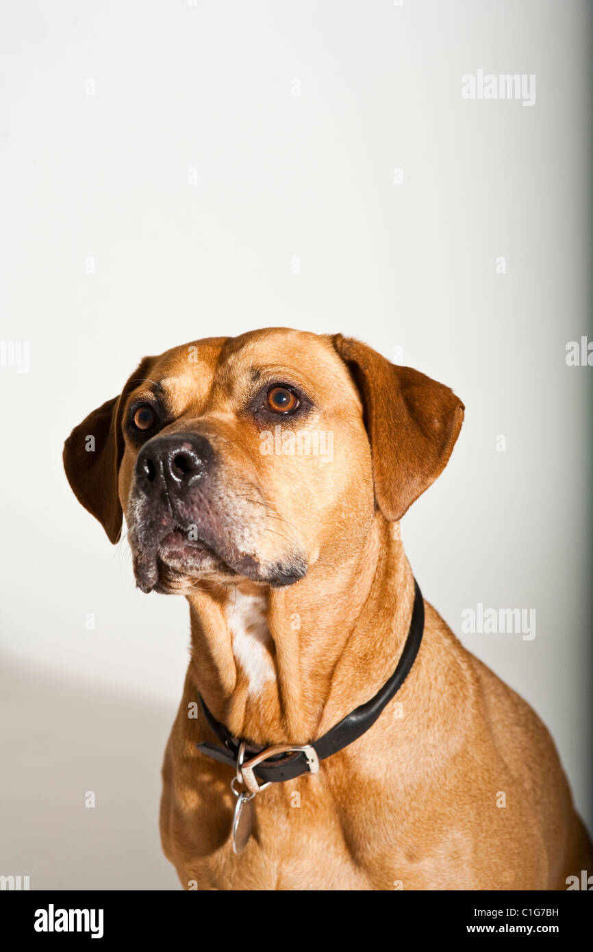 Porträt von Mischling Hund Pit Bull und Boxer auf weiß. Stockfoto