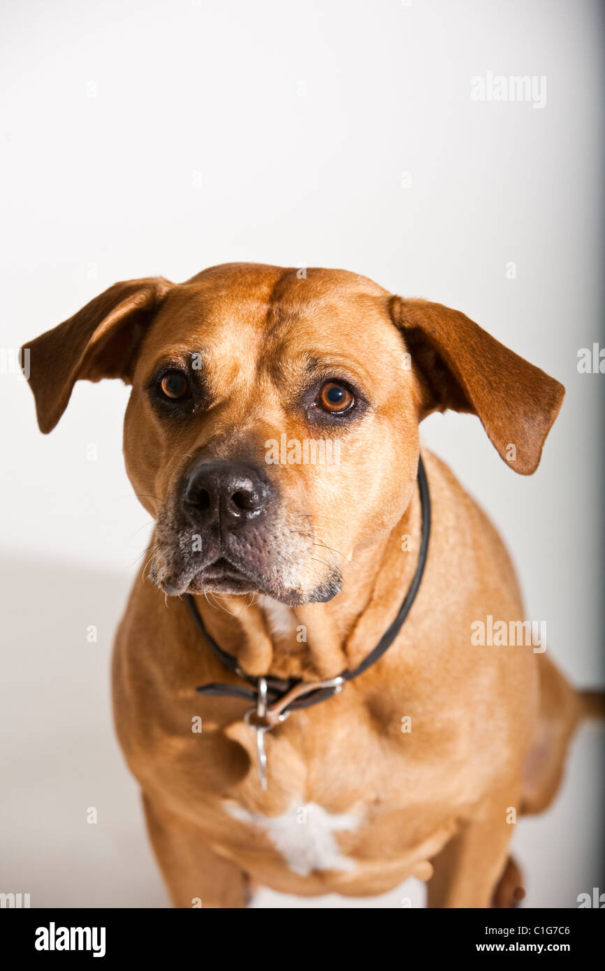 Porträt von Mischling Hund Pit Bull und Boxer auf weiß mit seinen Ohren angehoben. Stockfoto