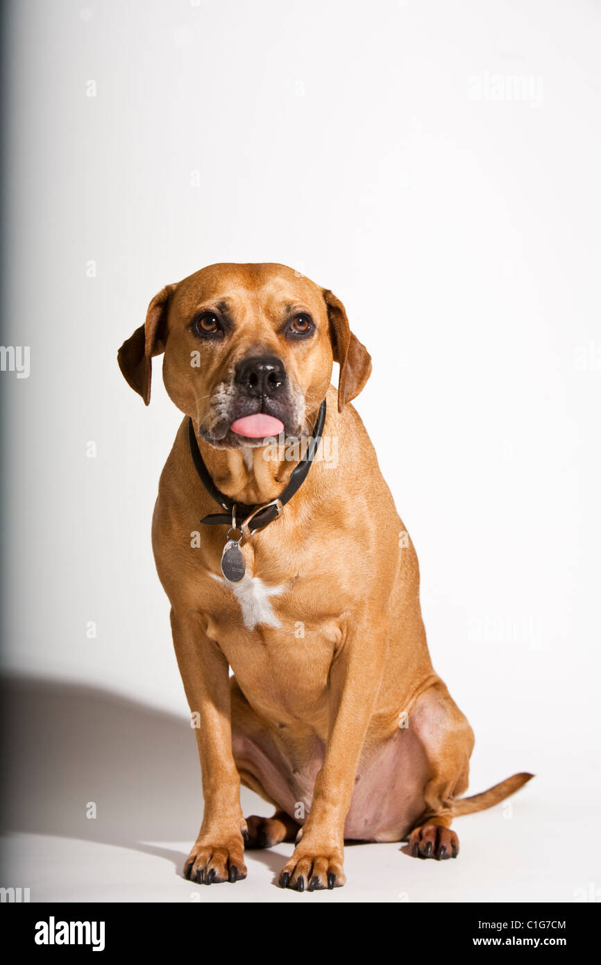 Porträt von Mischling Hund Pit Bull und Boxer auf weiß. Stockfoto