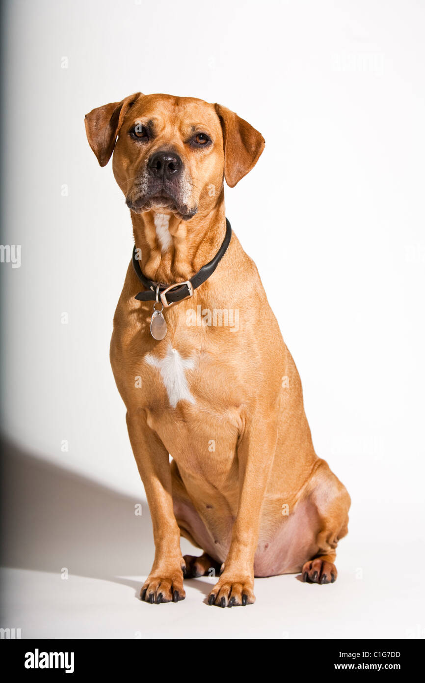 Porträt von Mischling Hund Pit Bull und Boxer auf weiß. Stockfoto