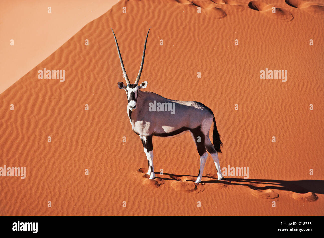 Oryx (Oryx Gazella) In typischen Lebensraum Wüste namibische Wüste Sanddünen Stockfoto