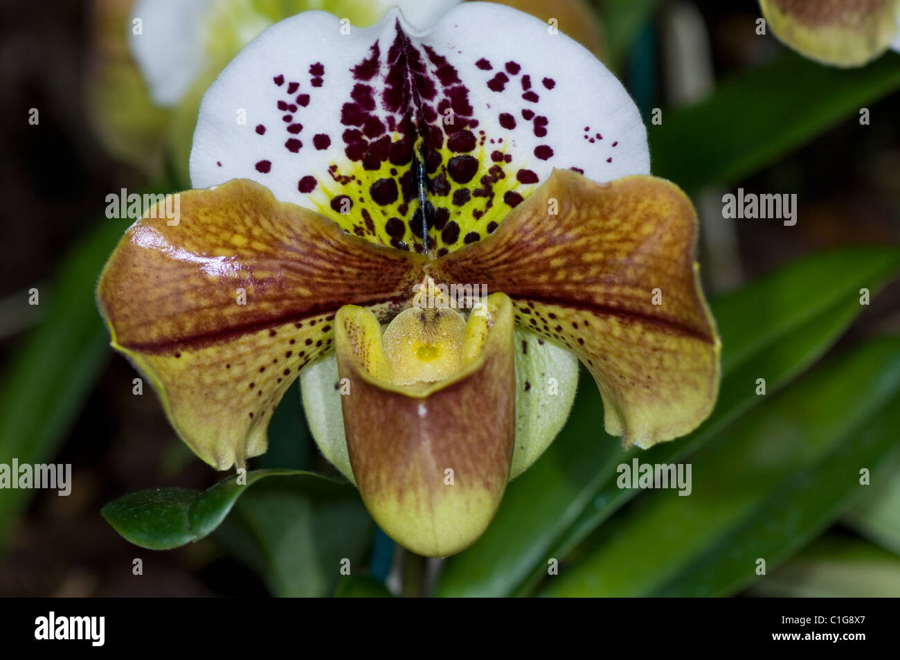 Paphiopedilum Waldmeister Eleganz Orchidee Stockfoto
