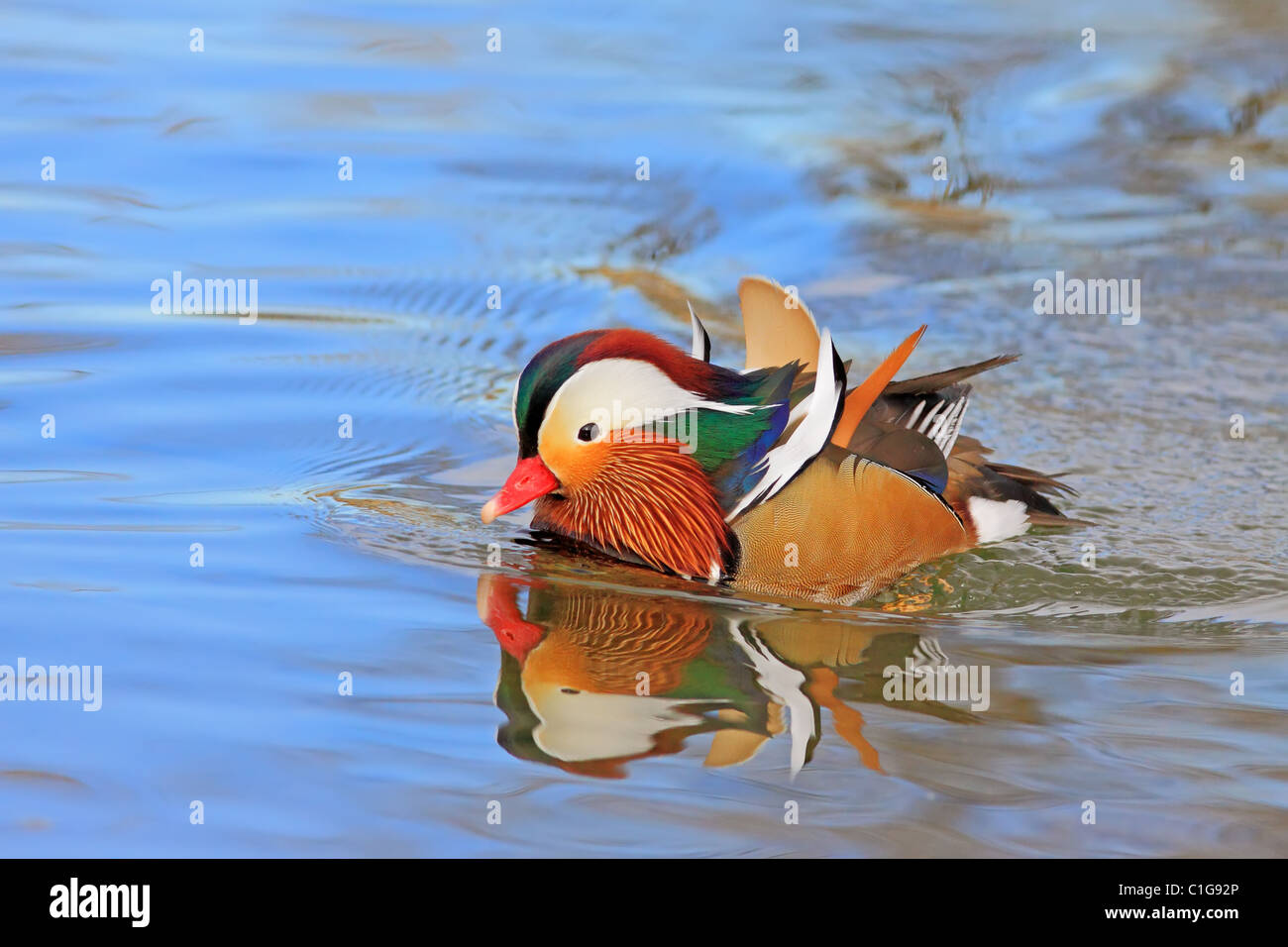 Mandarin Duck, Drake, Wasservögel Stockfoto
