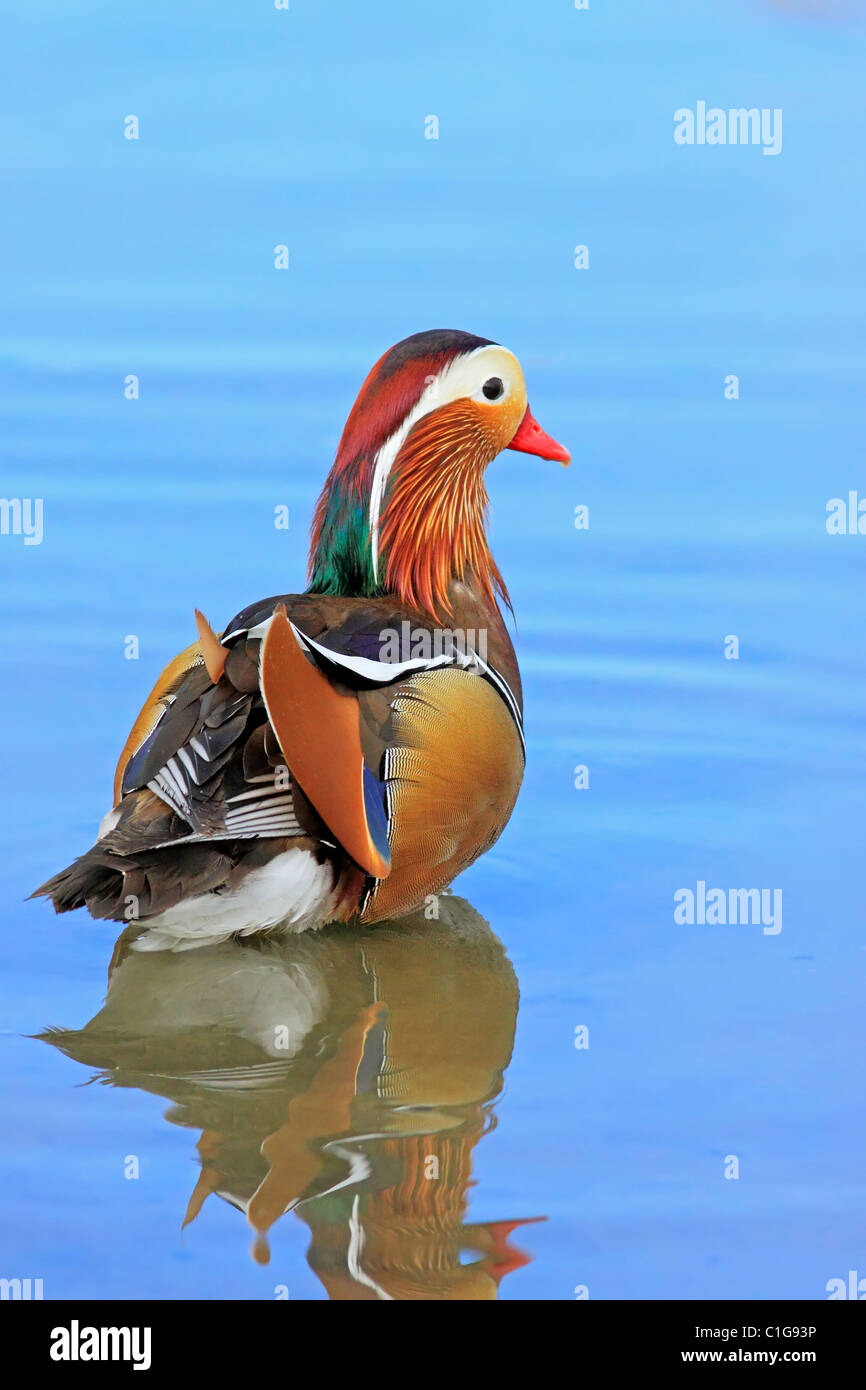 Mandarin Duck, Drake, Wasservögel Stockfoto