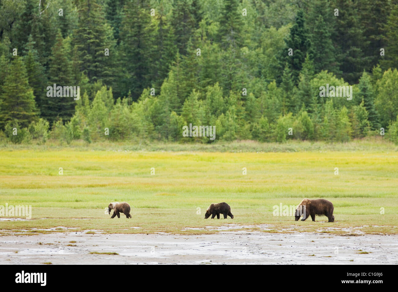 Braunbär-Sau und jungen Essen Segge auf einer Wiese am Horn Creek in Chinitna Bay Gegend des Lake-Clark-Nationalpark, Alaska. Stockfoto