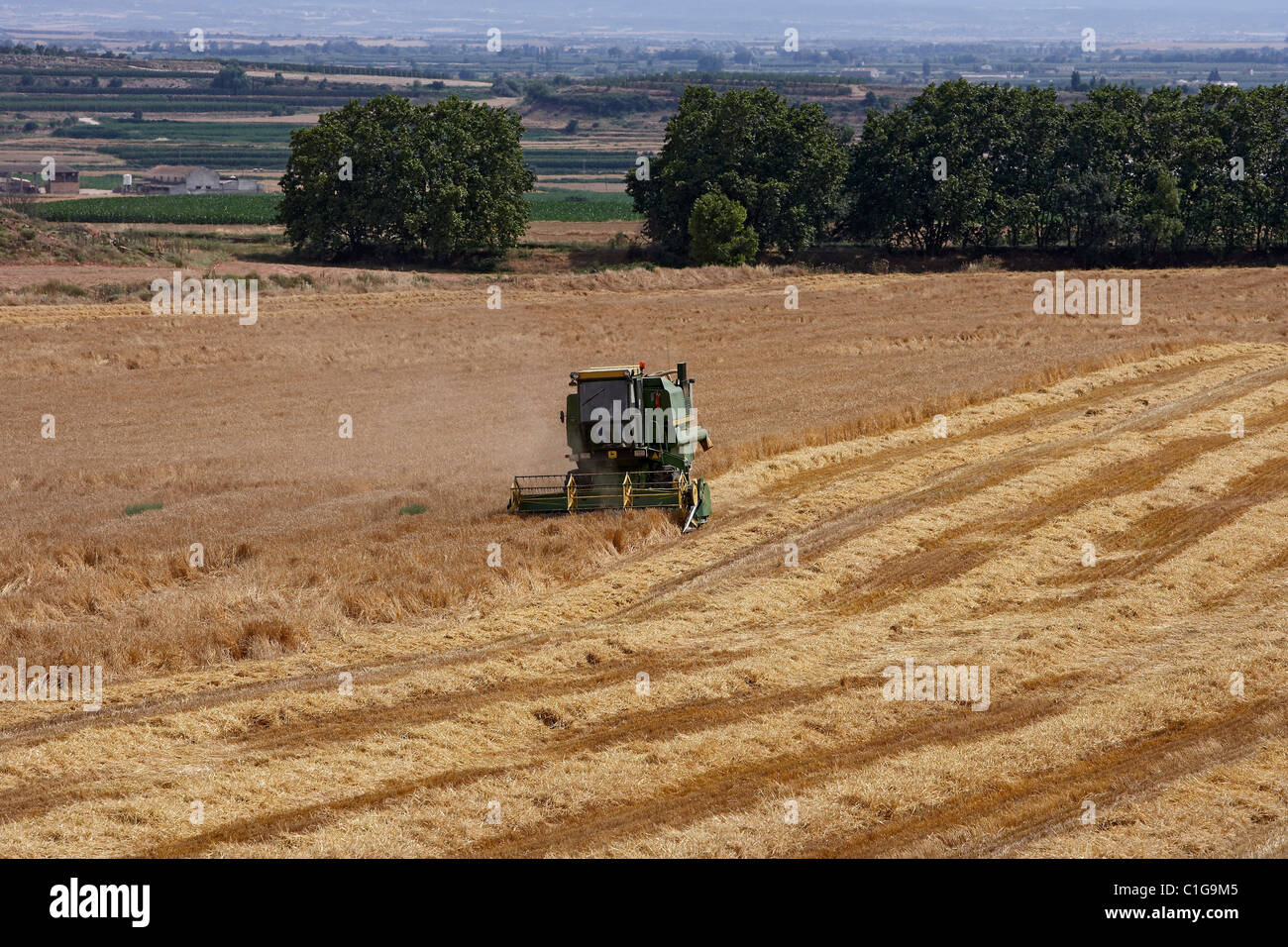 Mähdrescher auf Weizenfeld. Stockfoto