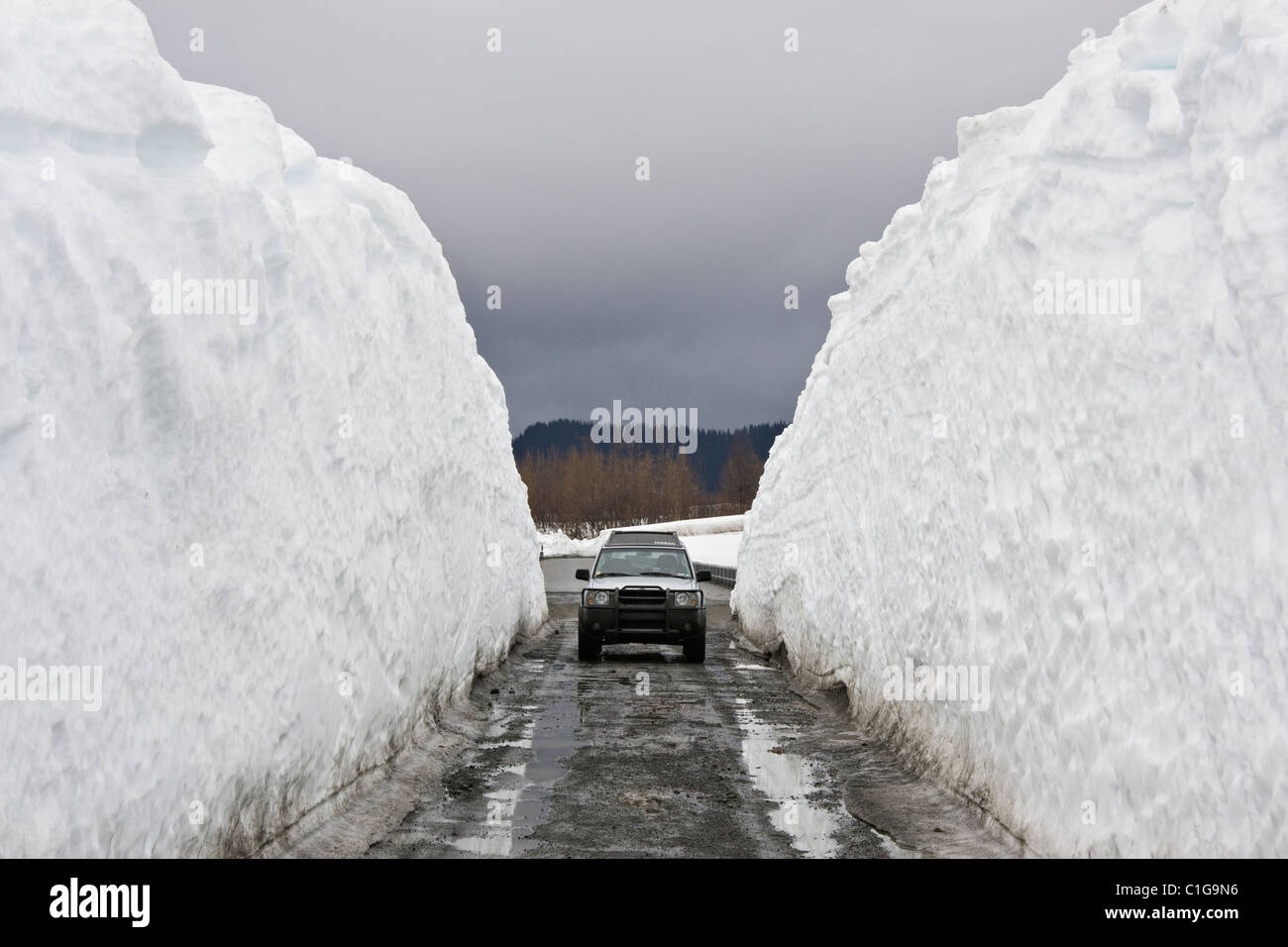 Schneewehen gelöscht im Frühjahr zu öffnen, der Copper River Autobahn für den Verkehr in der Nähe von Cordova, Alaska Zwerg einen SUV. Stockfoto