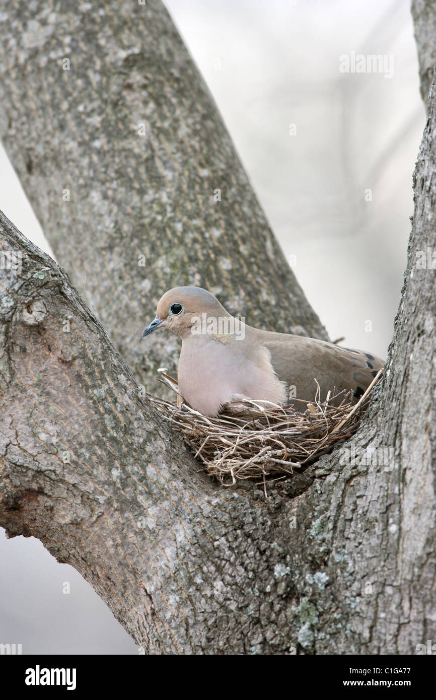 Mourning Dove auf Nest Stockfoto