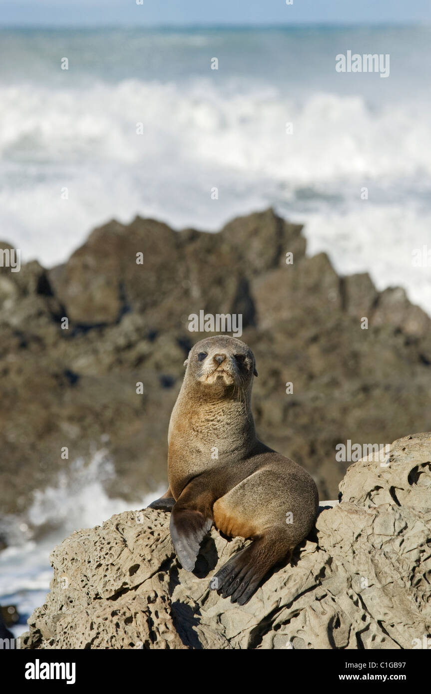 Neuseeländischer Pelzrobben-Welpen (Arctocephalus forsteri), Südinsel, Neuseeland. Stockfoto