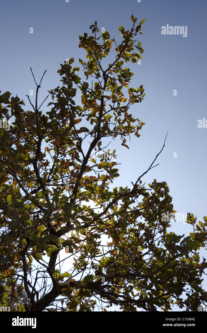 Zweig der Eiche (Quercus sp) gegen die Sonne in Mexiko Stockfoto