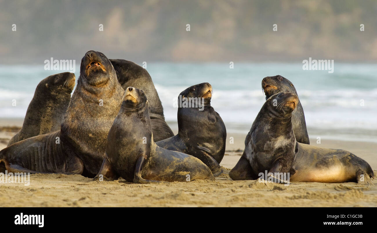 Männliche Hooker oder neuseeländischer Seelöwe (Phocarctos hookeri) Surat Bay, die Catlins, Neuseeland. Stockfoto