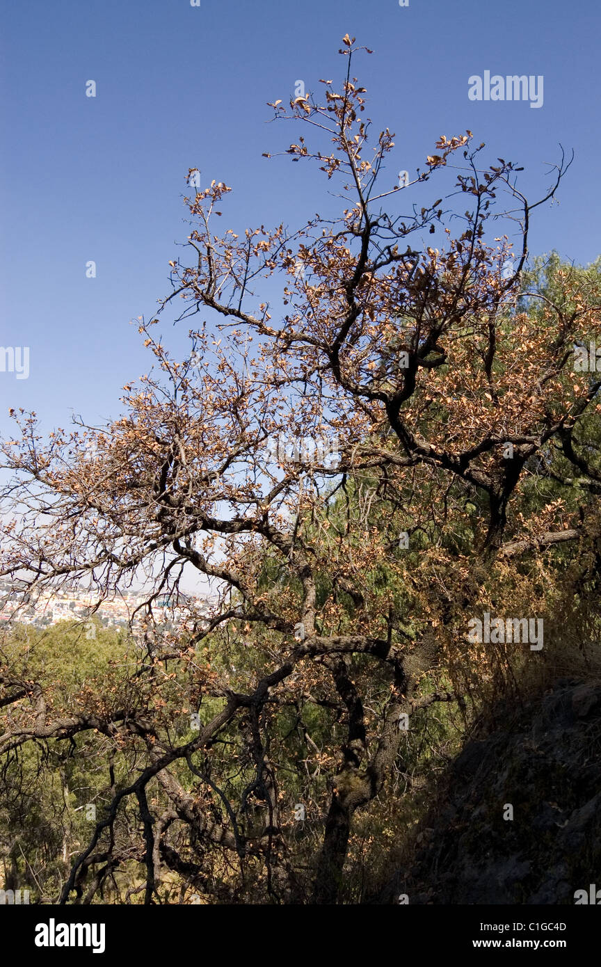 Eichen (Quercus sp) im Winter in einem Park in Mexiko Stockfoto
