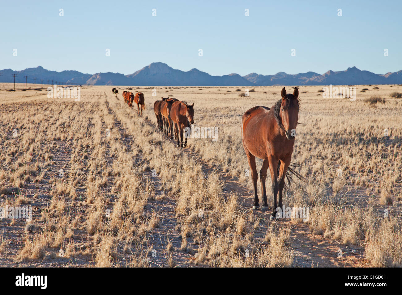 Wilden Pferde der Namib-Wüste Stockfoto