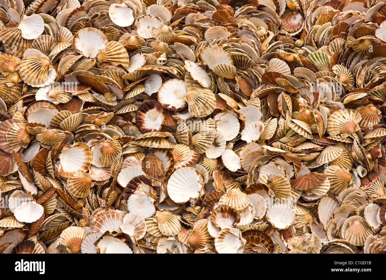 Muschelschalen Stockfoto