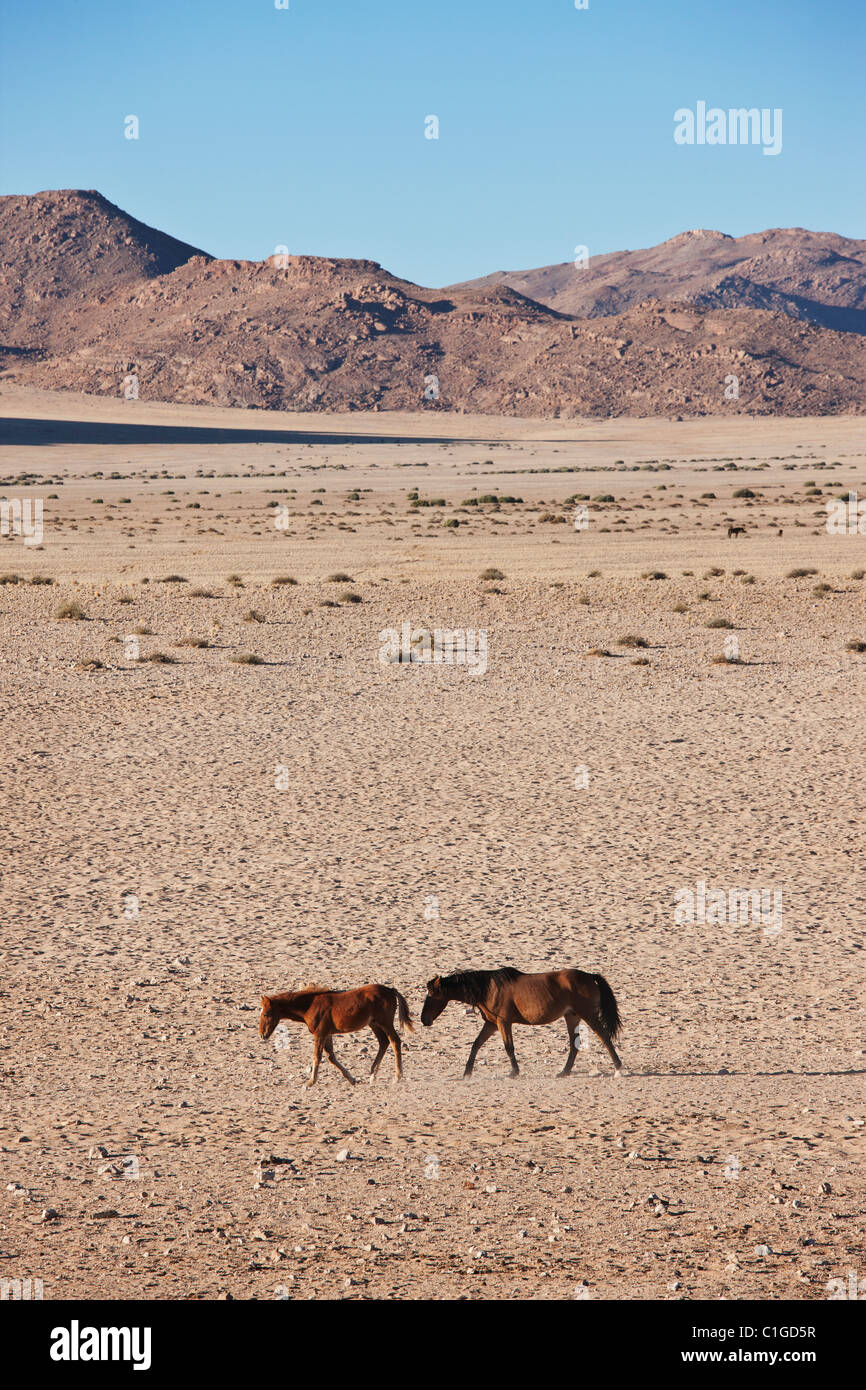 Wilden Pferde der Namib-Wüste Stockfoto