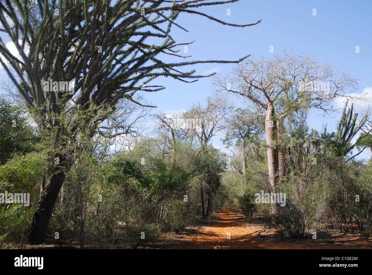 Stachelige Baobab Kaktus Wald im Reniala Naturreservat in Ifaty in Südwest-Madagaskar Stockfoto
