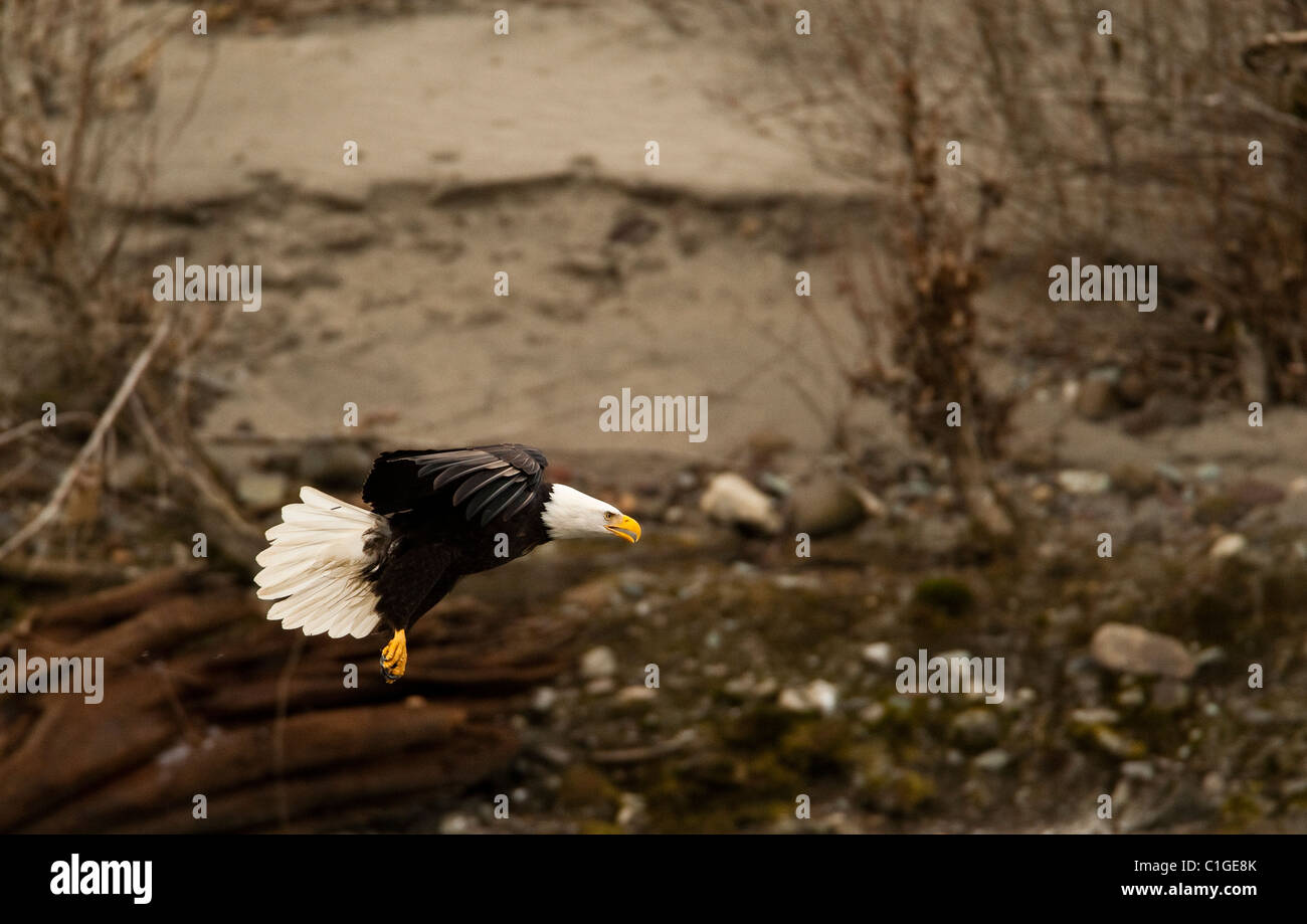 Weißkopf-Seeadler sucht nach Lachs am Squamish während der jährlichen Lachs entlang laufen. Stockfoto