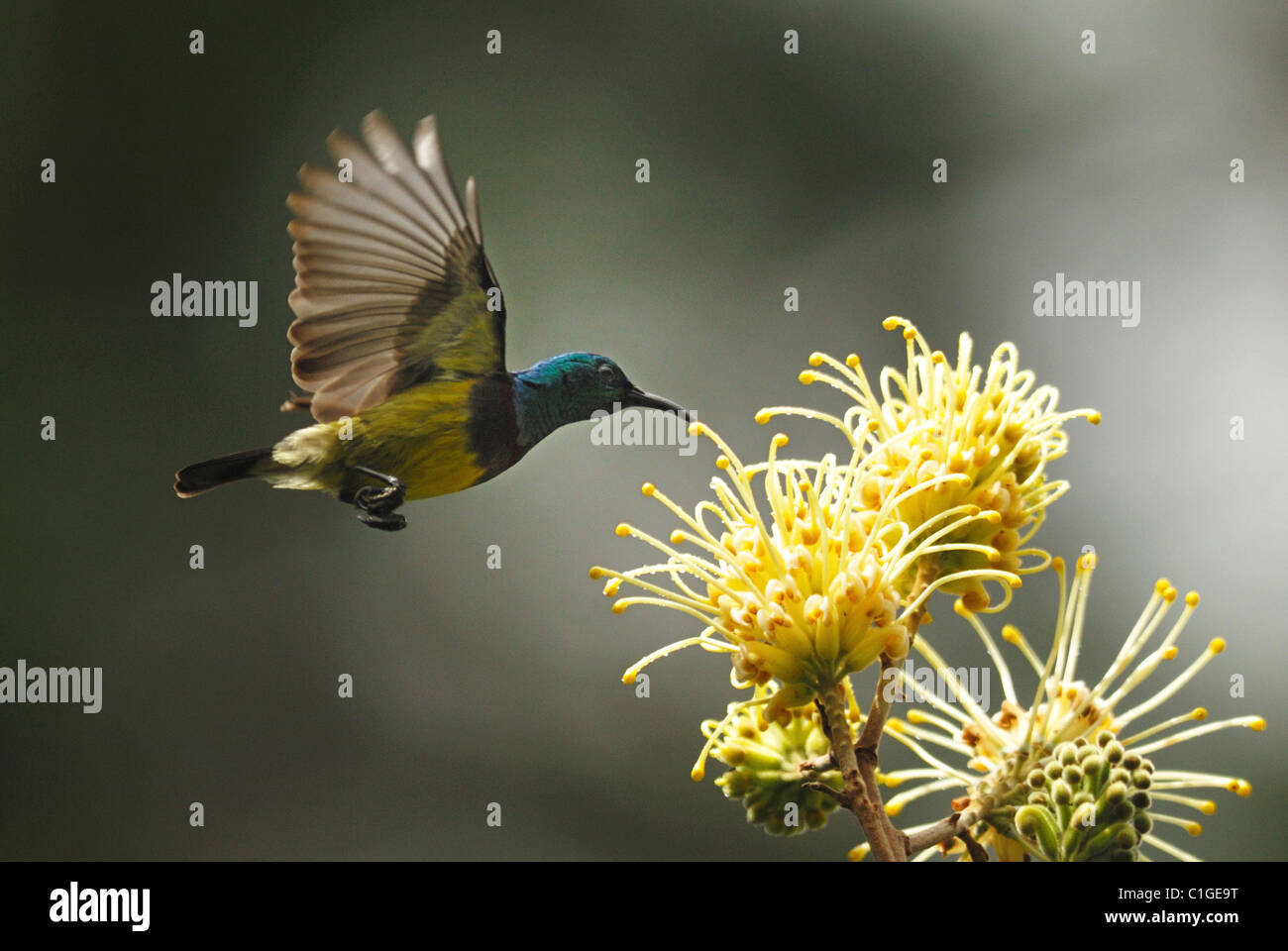 Männliche Souimanga Sunbird, Trinken Nektar aus tropischen Blumen in die Madagascan Rainforest Stockfoto