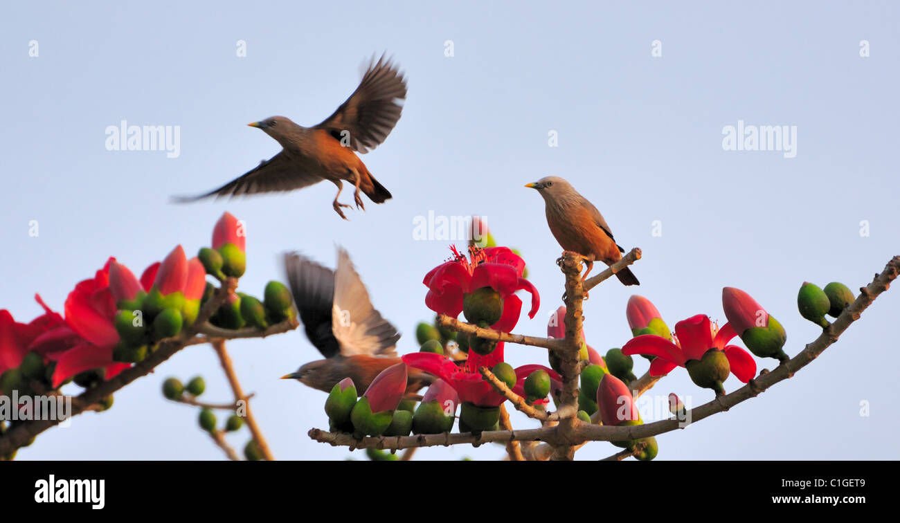 Zwei Kastanien-tailed Stare ausziehen als einer hält an einem Seide – Baumwolle Baum mit roten Blüten beobachten. Stockfoto