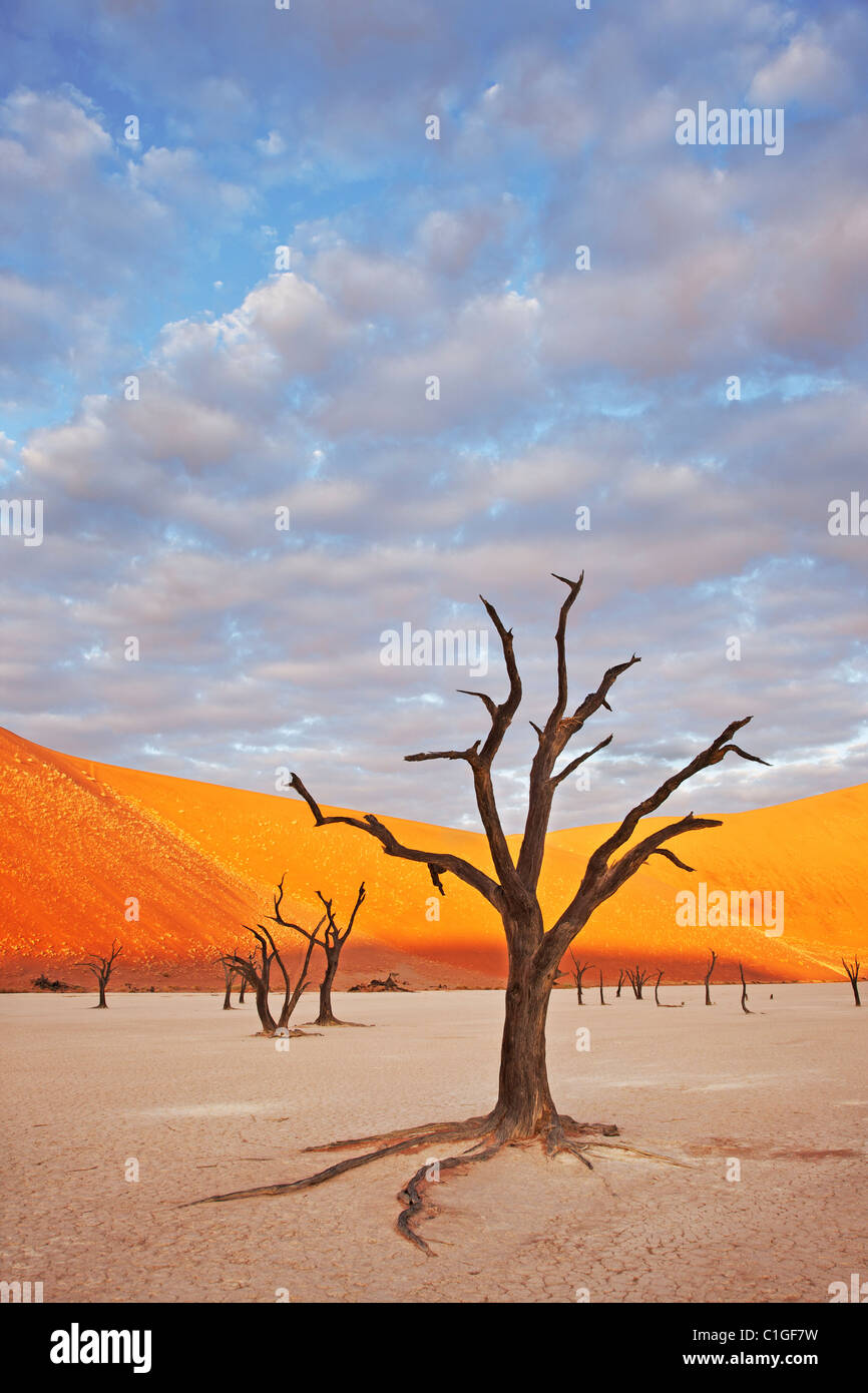 Toten Akazie Baum Sossusvlei in der Wüste Namib. Namib-Naukluft N.P, Namibia Stockfoto