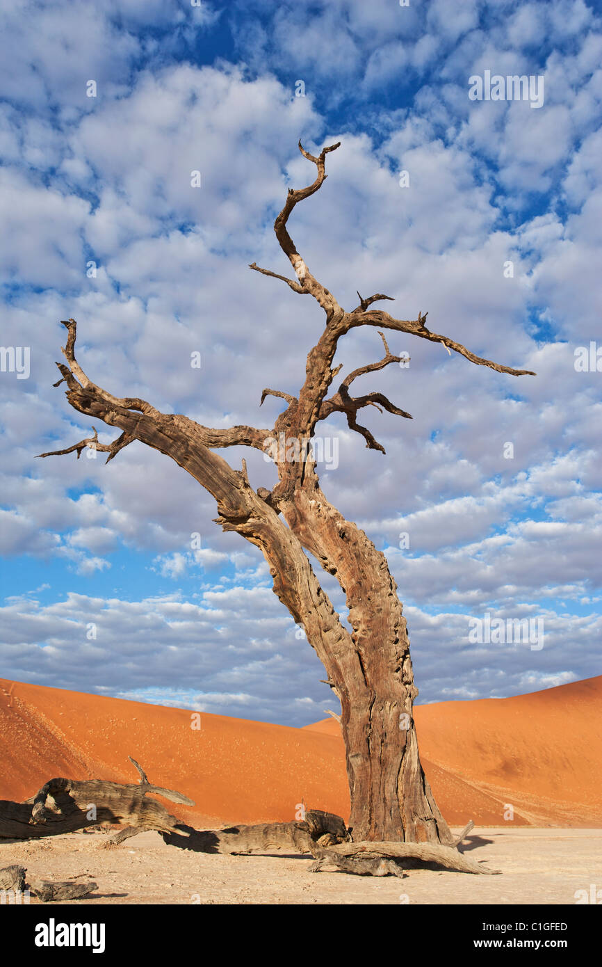 Toten Akazie Baum Sossusvlei in der Wüste Namib. Namib-Naukluft N.P, Namibia Stockfoto