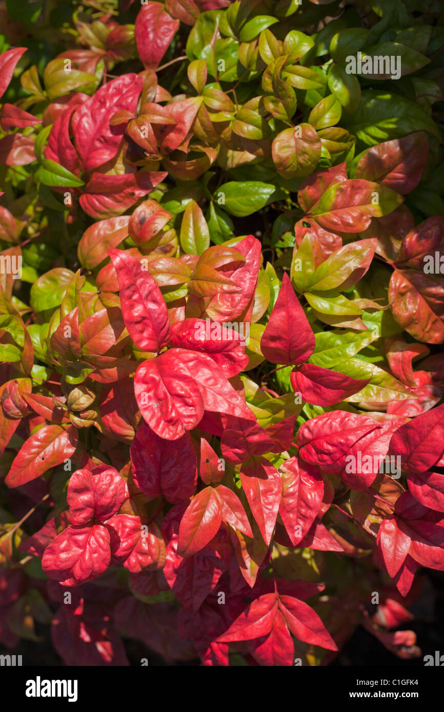 Nandina Domestica, Fire Power Stockfoto