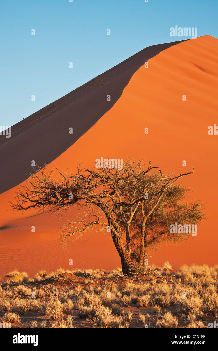 Blick auf Acacia Baum und roten Dünen im Sossusvlei in der Wüste Namib. Namib-Naukluft N.P, Namibia. Stockfoto