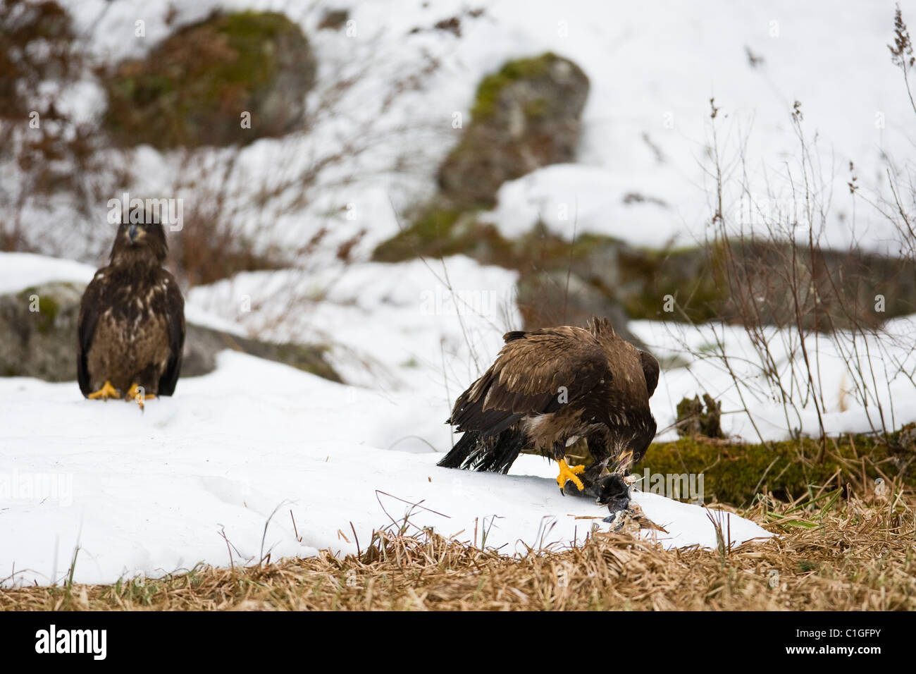 Weißkopf-Seeadler Jagd auf Lachs am Fluss Squamish in Squamish, BC. Stockfoto