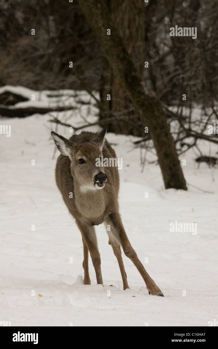 Weißen Schweif Hirsche stehen im Schnee Stockfoto