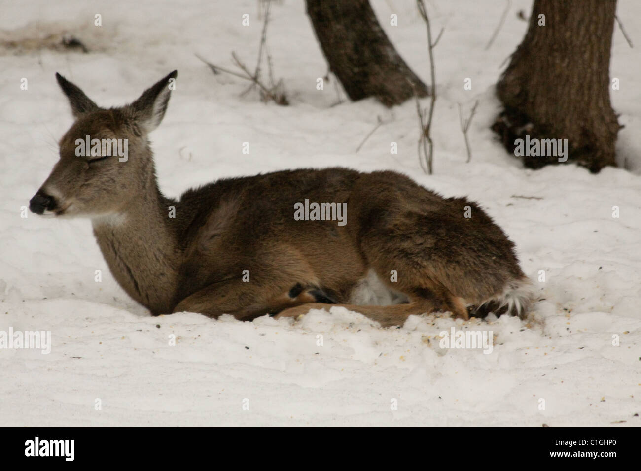 Weißen Schweif Hirsch Verlegung im Schnee Stockfoto