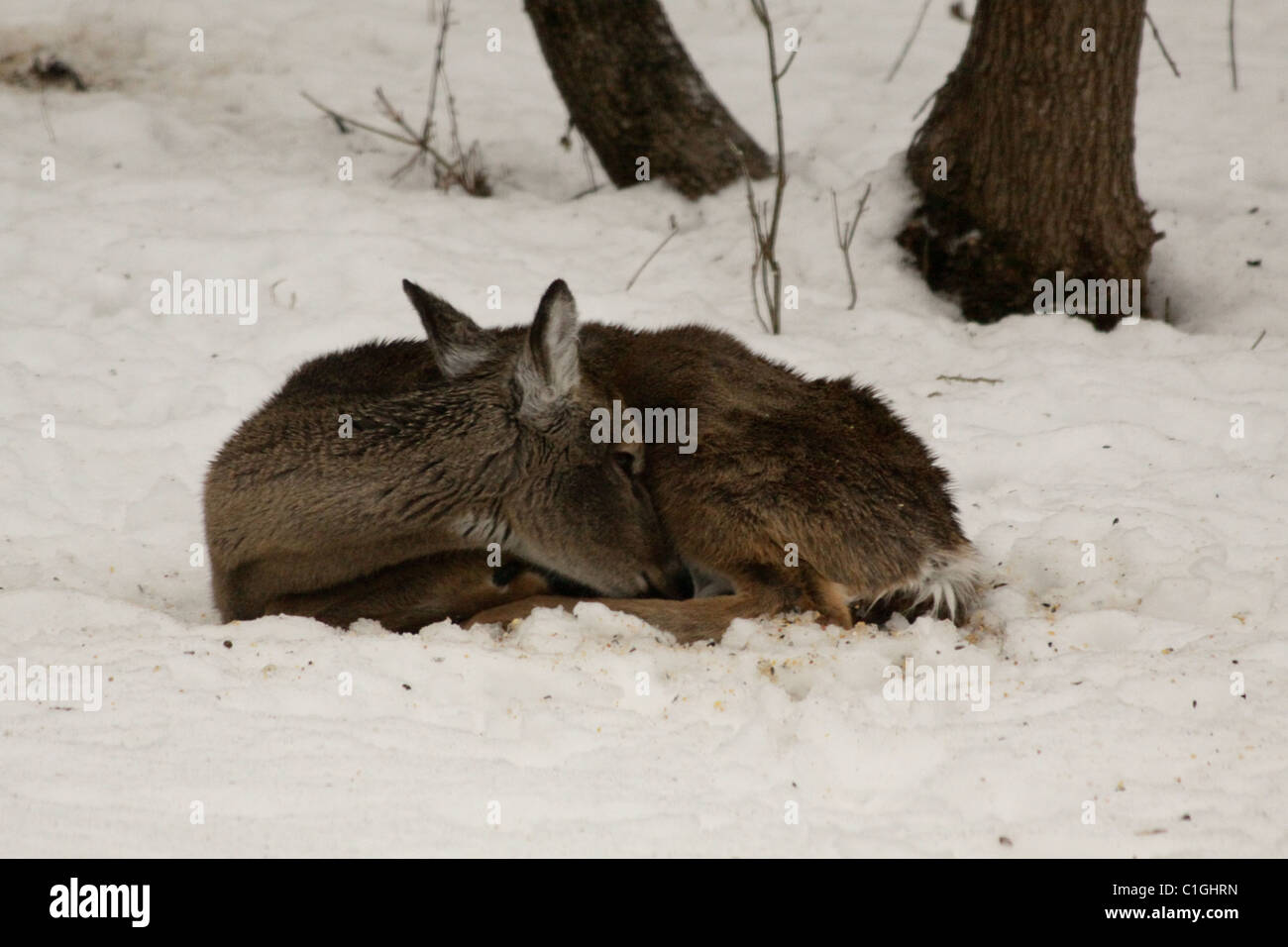 Weißen Schweif Hirsch Verlegung im Schnee Stockfoto