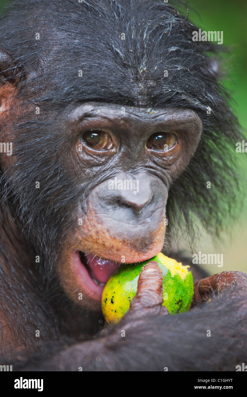 Porträt von Bonobo-Schimpansen am Heiligtum Lola Ya Bonobo, demokratische Republik Kongo Stockfoto
