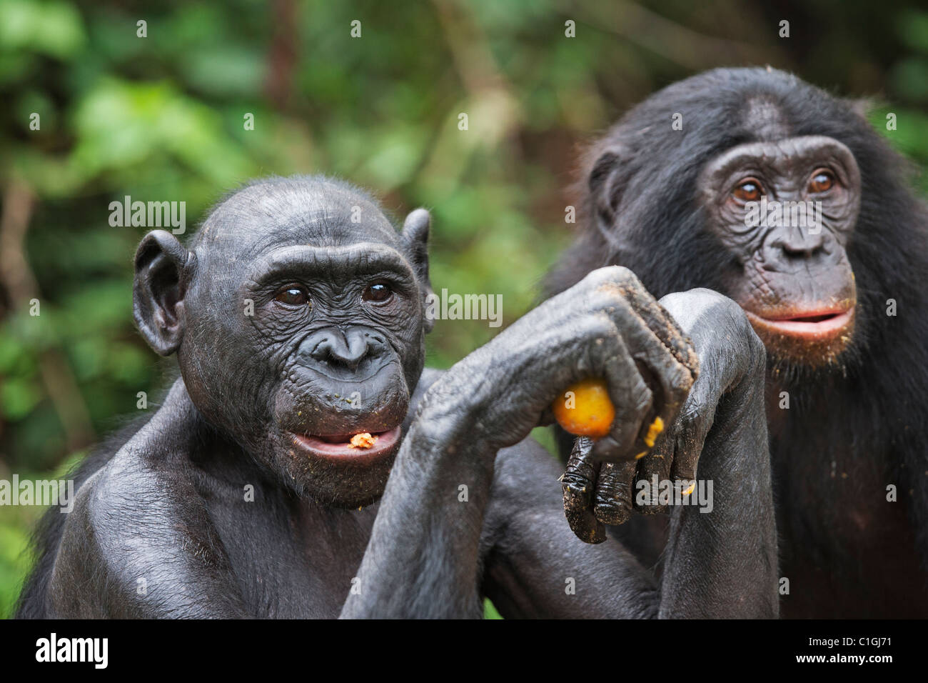 Bonobo-Schimpansen am Heiligtum Lola Ya Bonobo, demokratische Republik Kongo Stockfoto