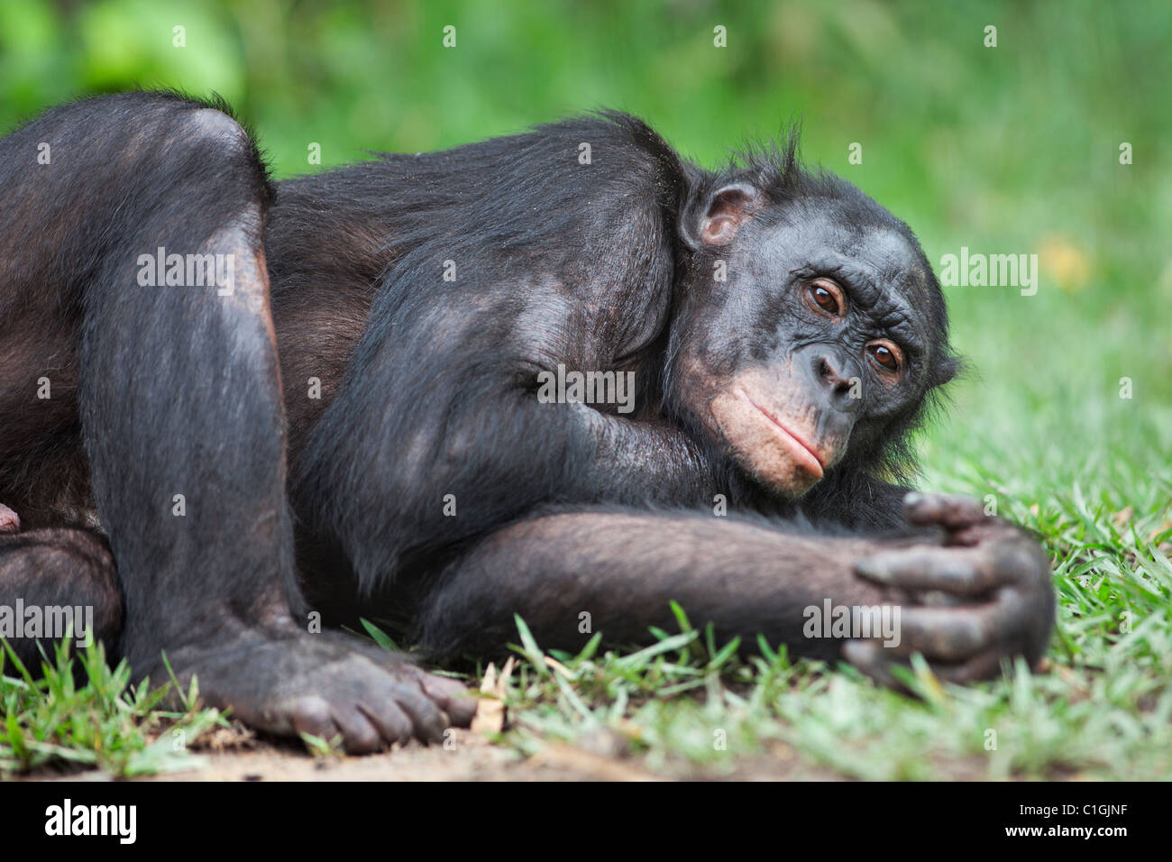 Erwachsenen Bonobo-Schimpansen schlafen in das Heiligtum Lola Ya Bonobo, demokratische Republik Kongo Stockfoto