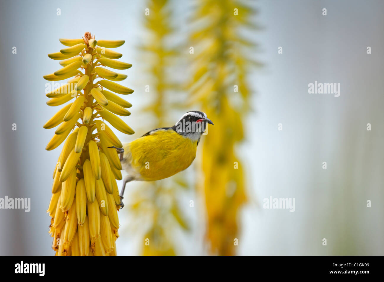 Bananaquit (Coereba Flaveola Bonariensis) auf eine gemeinsame Aloe (Aloe Barbadensis) Stockfoto