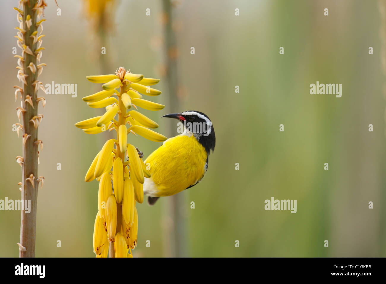 Bananaquit (Coereba Flaveola Bonariensis) auf eine gemeinsame Aloe (Aloe Barbadensis) Stockfoto