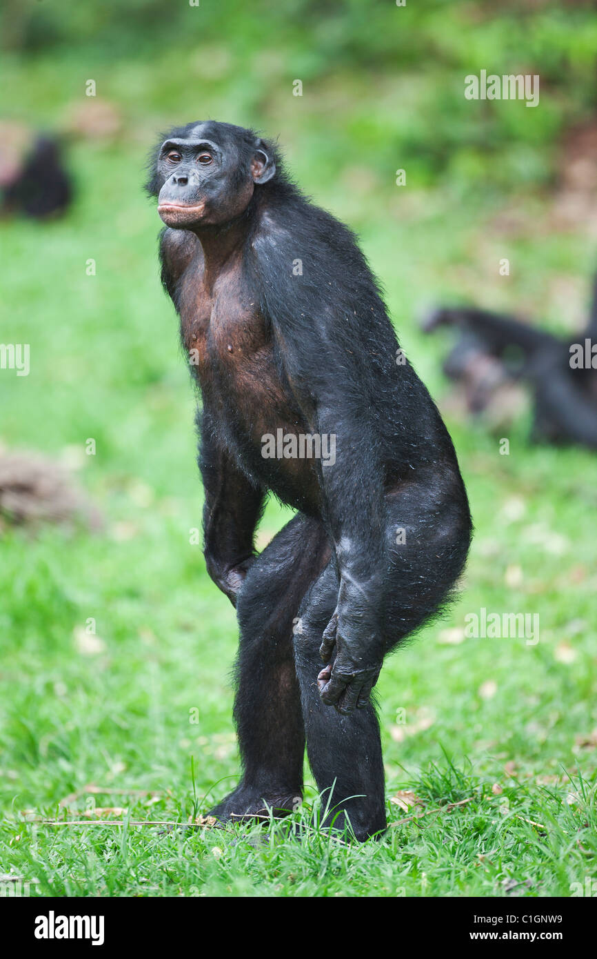 Erwachsene männliche Bonobo-Schimpansen am Heiligtum Lola Ya Bonobo, demokratische Republik Kongo Stockfoto