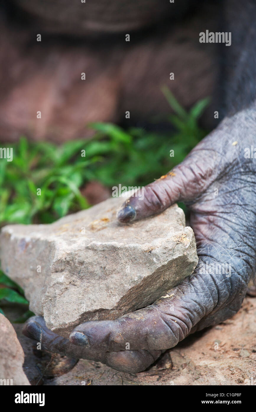 Bonobo-Schimpansen am Heiligtum Lola Ya Bonobo, demokratische Republik Kongo. Hände und Füße haben opponierbaren Ziffern für Werkzeuggebrauch Stockfoto