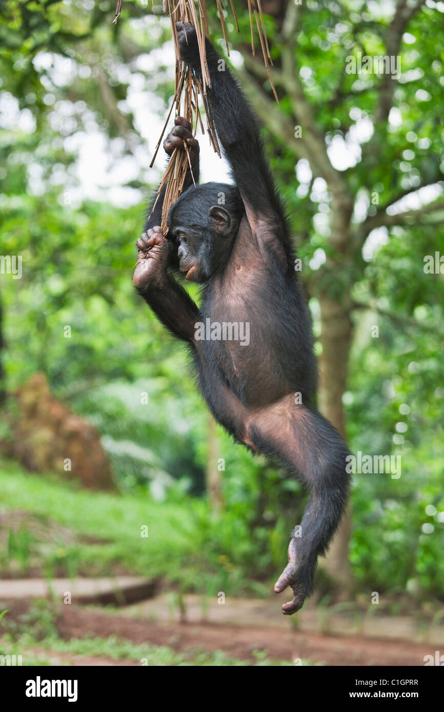 Bonobo-Schimpansen am Heiligtum Lola Ya Bonobo, demokratische Republik Kongo Stockfoto