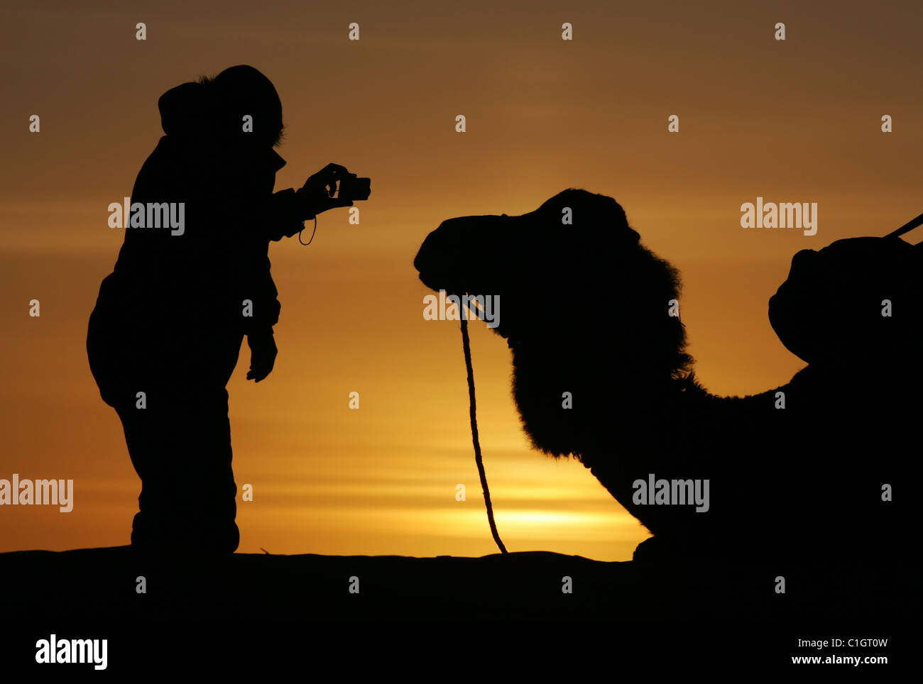 Ein Tourist nimmt ein Foto von einem Kamel bei Sonnenaufgang auf einem Kamel camping-Ausflug, Sahara Wüste, Erg Chebbi, Marokko. Stockfoto