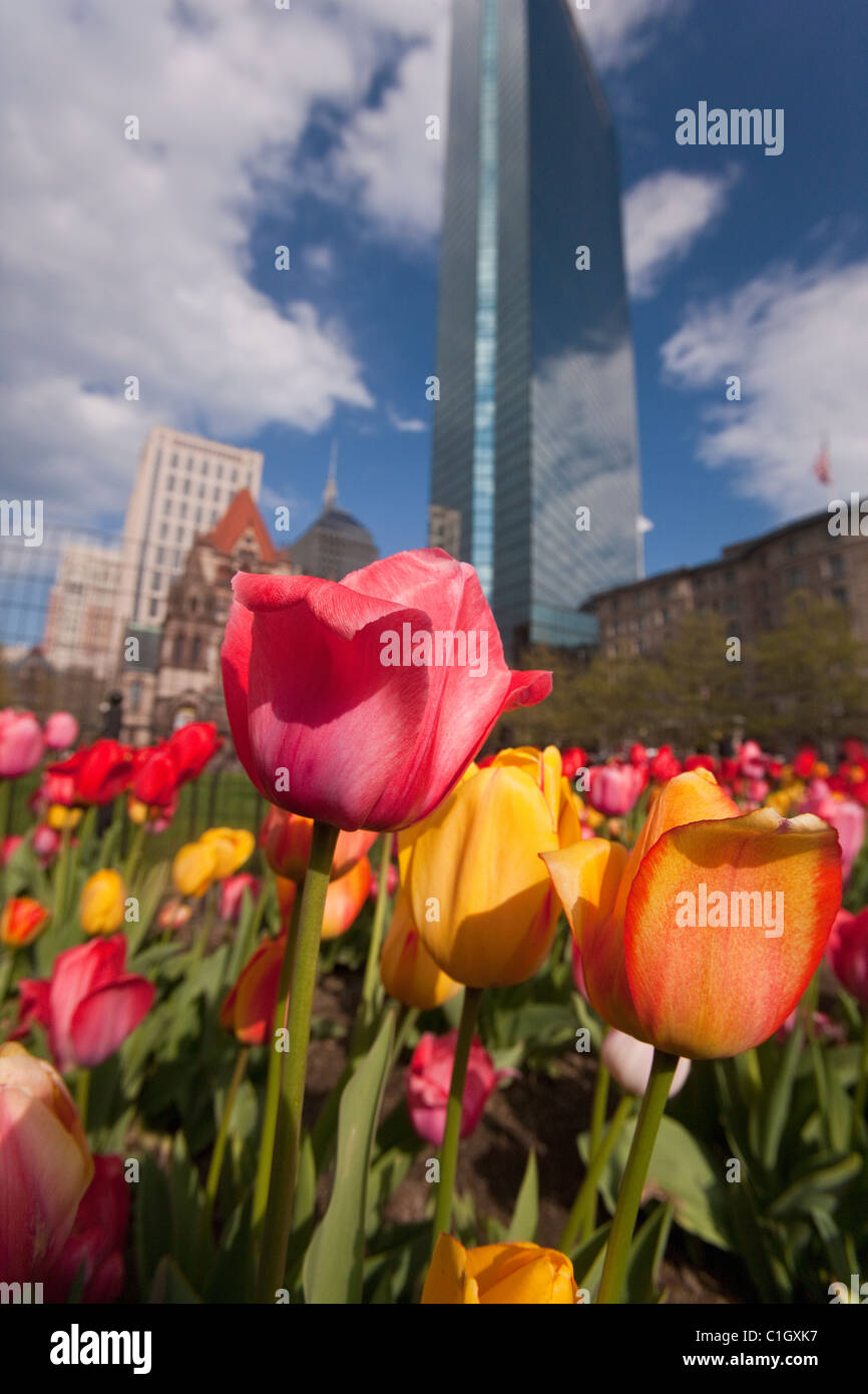 Tulpen im Garten, Copley Square, Boston, Suffolk County, Massachusetts, USA Stockfoto