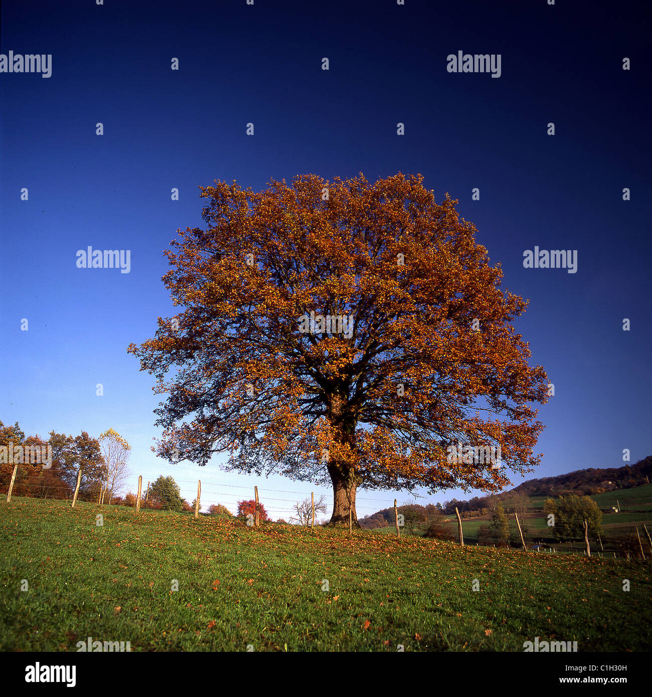 Frankreich, Puy de Dome, Eiche in vier Jahreszeiten, Herbst Stockfoto
